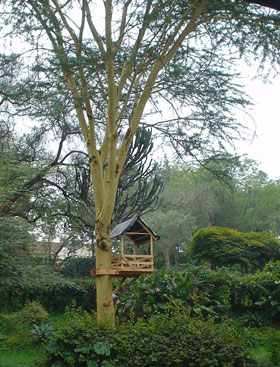 treehouse-cassia