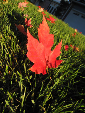 leaves-autumn-fall