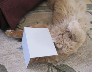 Floof cat relaxing with a greeting card over his face