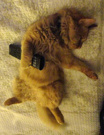 A cat with a remote control