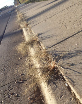 weeds in sidewalk cracks