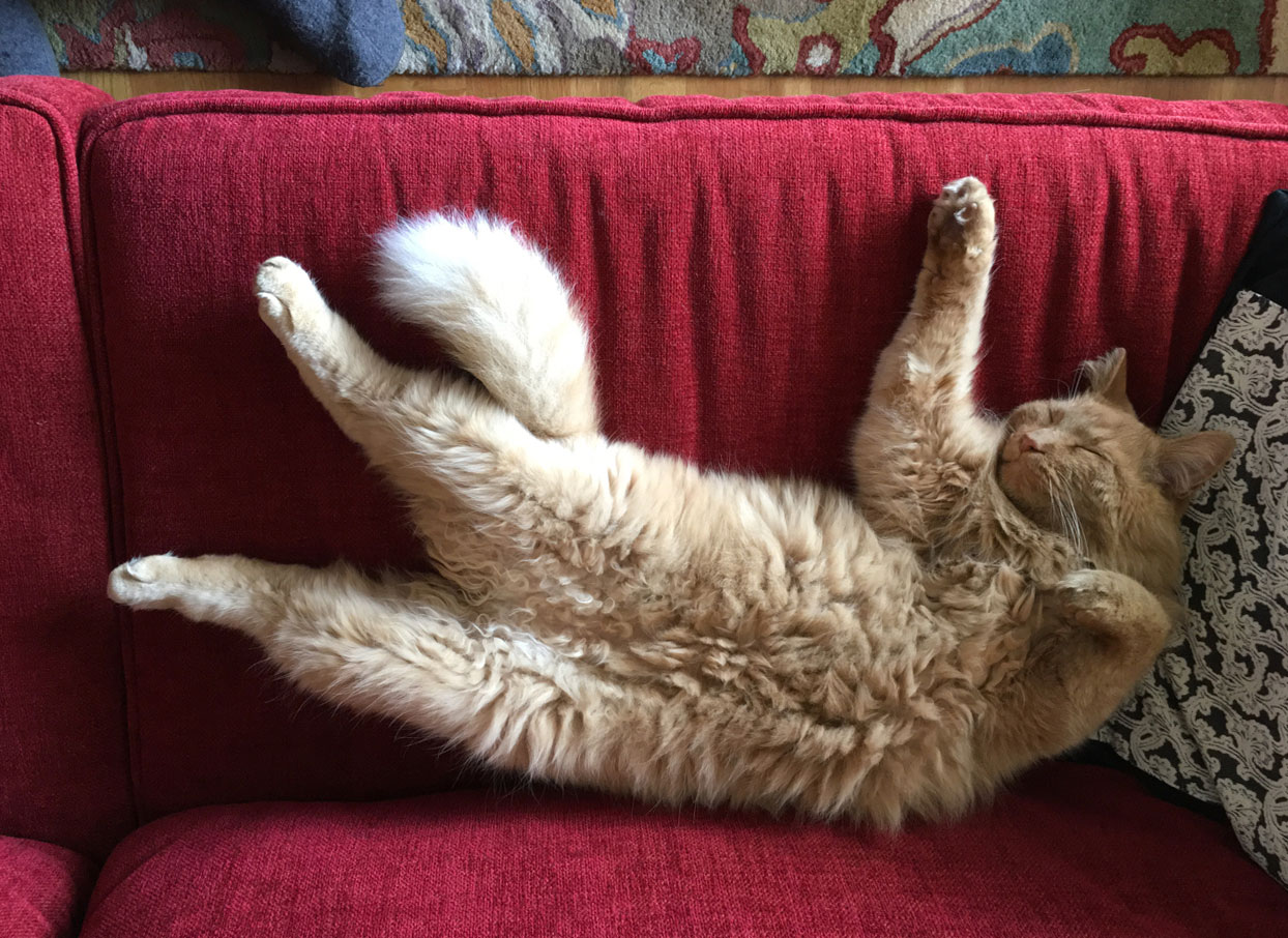 floof cat, relaxing on a couch