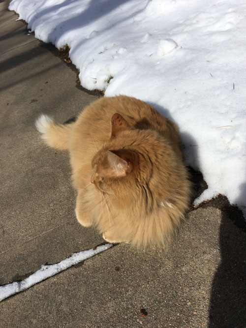 a cat resting against a snowbank