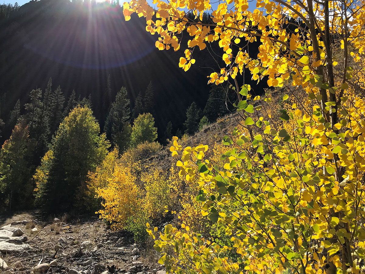 Aspen leaves in the mountains of Colorado during September